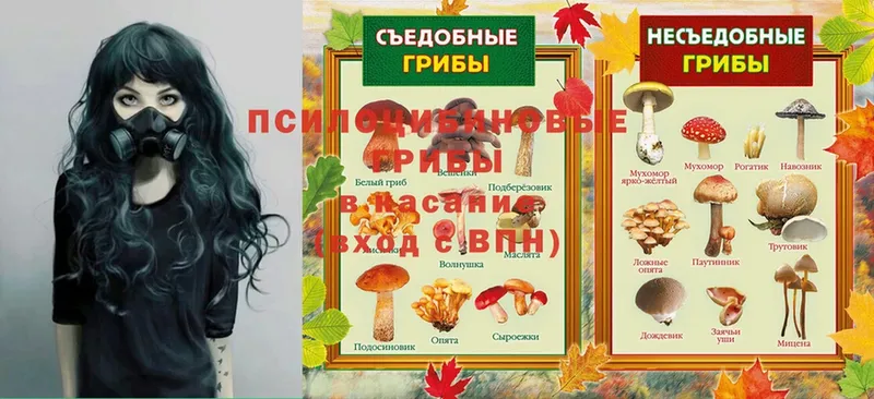 Псилоцибиновые грибы Psilocybe  продажа наркотиков  Нестеровская 